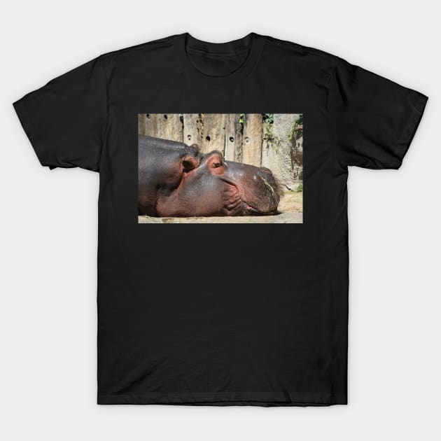 Sleeping Hippo T-Shirt by kawaii_shop